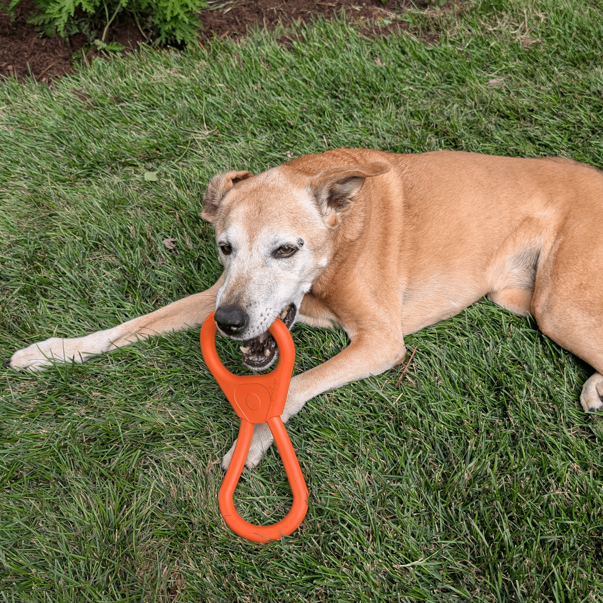 Chew Toys