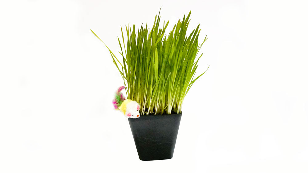 Cat Grass Blend - Non-GMO - Certified Organic - Bonus CAT Toy - Glyphosate Free