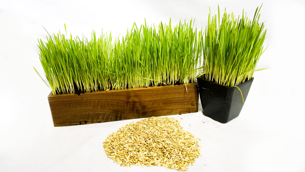 Cat Grass Blend - Non-GMO - Certified Organic - Bonus CAT Toy - Glyphosate Free